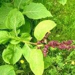 Syringa josikaea Leaf