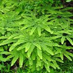 Adiantum pedatum Vivejo