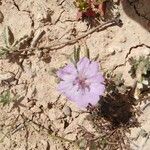 Geranium tuberosum Λουλούδι