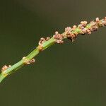 Gymnostoma nodiflorum Corteza