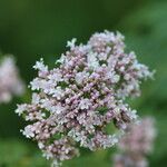 Valeriana officinalisFlor