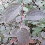 Cornus sanguinea Leaf