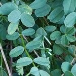 Hippocrepis comosa Blatt