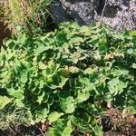 Sonchus ustulatus Leaf