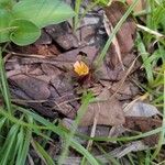 Biophytum umbraculum Flor