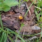 Biophytum umbraculum Flower