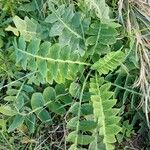 Sonchus ustulatus Leaf