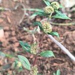Euphorbia hirta Blad