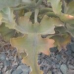 Kalanchoe beharensis Hoja