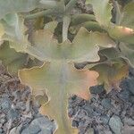 Kalanchoe beharensis List