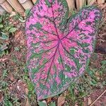 Caladium bicolorÇiçek