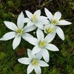 Ornithogalum divergensപുഷ്പം