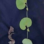 Aristolochia labiata 葉