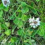 Trifolium repens Folha