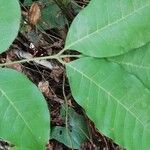 Trichilia gilletii Hoja