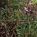 Gaura lindheimeri Habitus