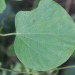 Cissampelos pareira Leaf