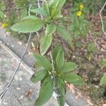 Verbesina alternifolia Leaf