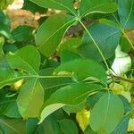 Ptelea trifoliata पत्ता