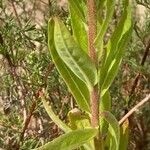 Oenothera villosa Φύλλο