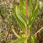 Oenothera villosa Feuille