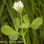 Trifolium michelianum Altres