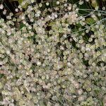 Rumex induratus বাকল