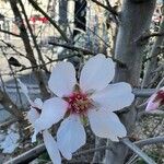 Prunus dulcis Flower