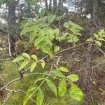 Rhus copallinum Foglia