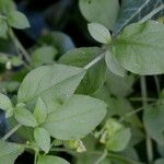 Silene baccifera Hoja
