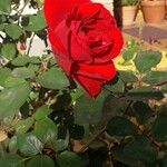 Rosa chinensis Kvet