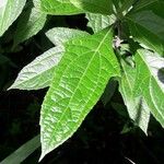 Neurolaena lobata Leaf