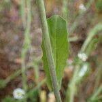 Calepina irregularis Leaf