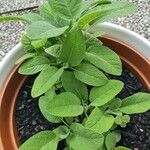 Salvia fruticosa 葉