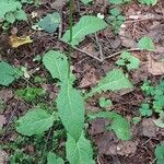 Crepis paludosa Leaf