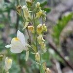 Linaria × sepium Цвят