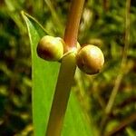 Sagittaria latifolia Rinde