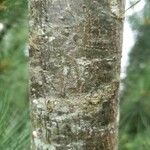 Pinus strobus Bark