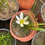 Zephyranthes candidaFlower