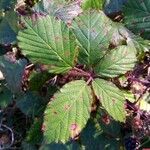 Rubus discolor برگ