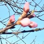 Prunus amygdalus Цветок