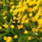 Hypecoum imberbe ফুল