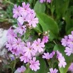 Erinus alpinus Flower