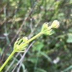 Galium tricornutum Hoja