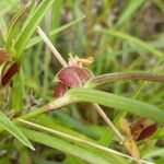 Commelina subulata 花