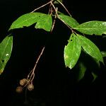 Aniba parviflora Други