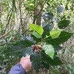 Faujasiopsis flexuosa Hoja