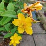 Hypericum patulumফুল