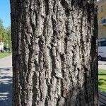 Juglans mandshurica Corteza