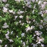 Rhododendron schlippenbachii Flower